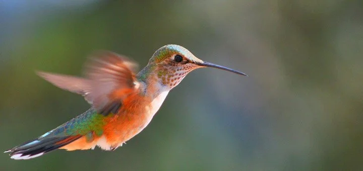 curiosidades colibri