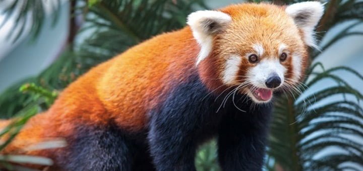 El Panda de Firefox – Que verguenzaaaaaa!!!!